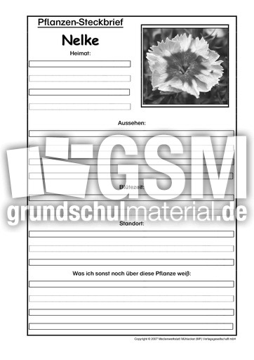 Pflanzensteckbrief-Nelke-SW.pdf